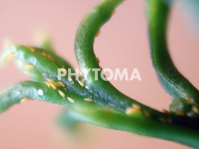 Trioza erytreae ( HLB ) 
